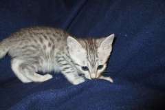 Azule Egyptian Mau silver female #3 DOB 6-15-16