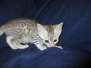 Azule Egyptian Mau silver female #3 DOB 6-15-16