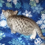 Egyptian Mau, Silver, Female #3, DOB 6-15-16