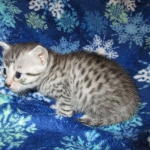 Egyptian Mau, Silver, Female #3, DOB 6-15-16