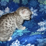 Egyptian Mau, Silver, Female #3, DOB 6-15-16
