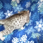 Egyptian Mau, Silver, Female #3, DOB 6-15-16