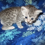 Egyptian Mau, Silver, Female #3, DOB 6-15-16