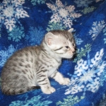 Egyptian Mau, Silver, Female #3, DOB 6-15-16