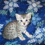 Egyptian Mau, Silver, Female #3, DOB 6-15-16