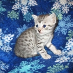 Egyptian Mau, Silver, Female #3, DOB 6-15-16