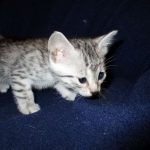Egyptian Mau, Silver, Female #3, DOB 6-15-16