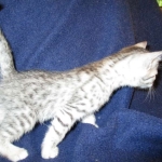 Egyptian Mau, Silver, Female #3, DOB 6-15-16