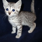 Egyptian Mau, Silver, Female #3, DOB 6-15-16