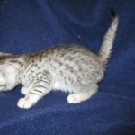 Egyptian Mau, Silver, Female #3, DOB 6-15-16