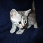 Egyptian Mau, Silver, Female #3, DOB 6-15-16