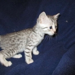 Egyptian Mau, Silver, Female #3, DOB 6-15-16