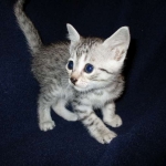 Azule, Egyptian Mau, Silver, Female #3, DOB 6-15-16