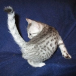 Azule, Egyptian Mau, Silver, Female #3, DOB 6-15-16