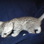 Azule, Egyptian Mau, Silver, Female #3, DOB 6-15-16