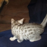 Azule, Egyptian Mau, Silver, Female #3, DOB 6-15-16