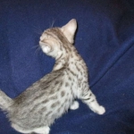 Azule, Egyptian Mau, Silver, Female #3, DOB 6-15-16