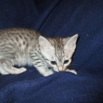 Azule, Egyptian Mau, Silver, Female #3, DOB 6-15-16