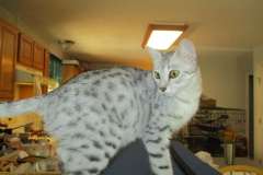 Precious, Egyptian Mau silver female DOB 3-13-16