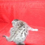 Egyptian Mau, silver, female DOB 3-13-16