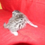 Egyptian Mau, silver, female DOB 3-13-16