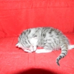 Egyptian Mau, silver, female DOB 3-13-16