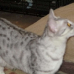 Precious, Egyptian Mau, silver, female DOB 3-13-16