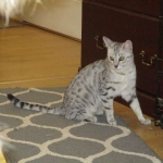 Precious, Egyptian Mau, silver, female DOB 3-13-16