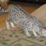 Precious, Egyptian Mau, silver, female DOB 3-13-16