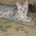Precious, Egyptian Mau, silver, female DOB 3-13-16