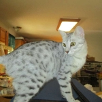 Precious, Egyptian Mau, silver, female DOB 3-13-16