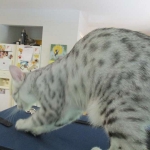 Precious, Egyptian Mau, silver, female DOB 3-13-16