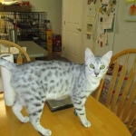 Precious, Egyptian Mau, silver, female DOB 3-13-16