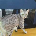Precious, Egyptian Mau, silver, female DOB 3-13-16