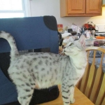 Precious, Egyptian Mau, silver, female DOB 3-13-16