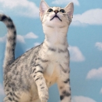 Precious, Egyptian Mau, silver, female DOB 3-13-16