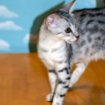 Precious, Egyptian Mau, silver, female DOB 3-13-16