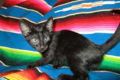 Karayan Savannah F-6B Black on Black Male