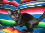 Karayan Savannah F-6B Black on Black Male