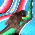 Karayan F-6B Savannah, Black on Black, Male DOB 4-9-16