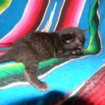 Karayan F-6B Savannah, Black on Black, Male DOB 4-9-16