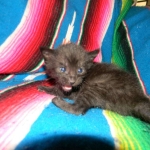 Karayan F-6B Savannah, Black on Black, Male DOB 4-9-16