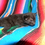 Karayan F-6B Savannah, Black on Black, Male DOB 4-9-16