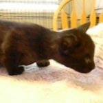 Karayan F-6B Savannah, Black on Black, Male DOB 4-9-16