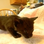 Karayan F-6B Savannah, Black on Black, Male DOB 4-9-16