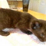 Karayan F-6B Savannah, Black on Black, Male DOB 4-9-16