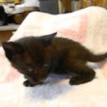 Karayan F-6B Savannah, Black on Black, Male DOB 4-9-16