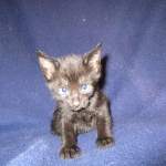 Karayan F-6B Savannah, Black on Black, Male DOB 4-9-16