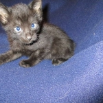 Karayan F-6B Savannah, Black on Black, Male DOB 4-9-16