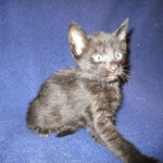 Karayan F-6B Savannah, Black on Black, Male DOB 4-9-16